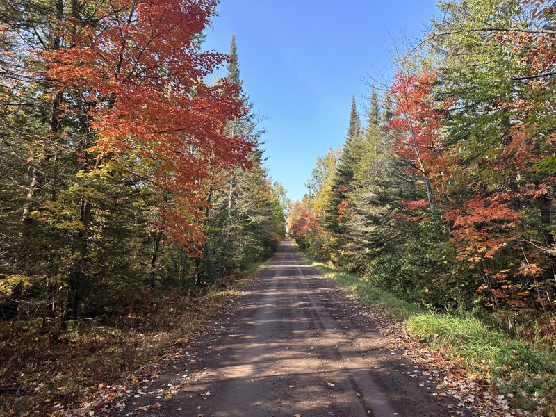 Gravel road lined with red and gold maples in Cook County