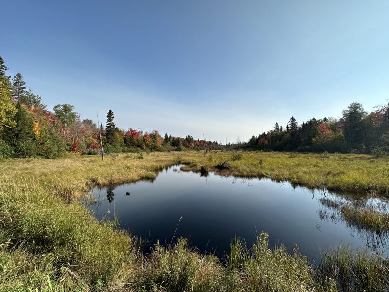 Still marsh pond reflecting pines and blue sky in the Superior National Forest