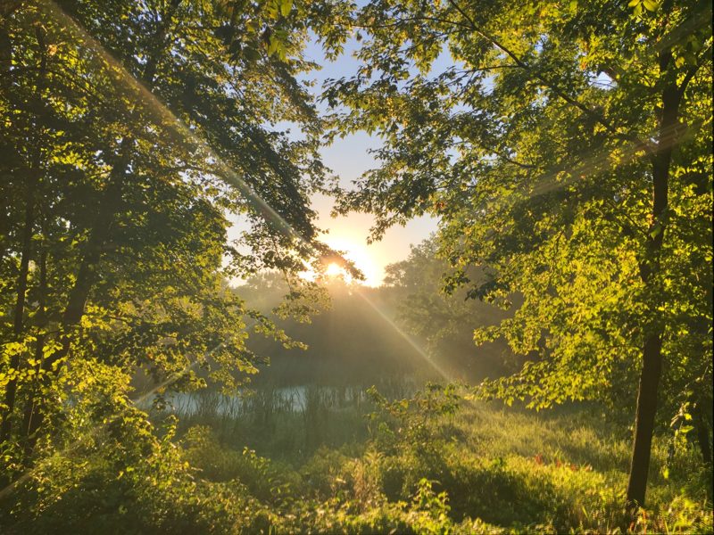 Sunlight breaking through trees above a lake in Orono