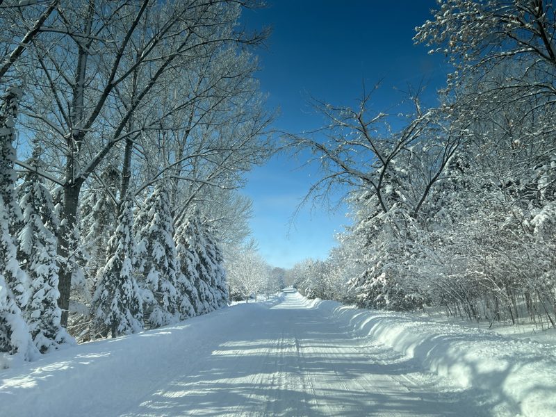 Snow-covered pines and bare branches under a deep blue winter sky
